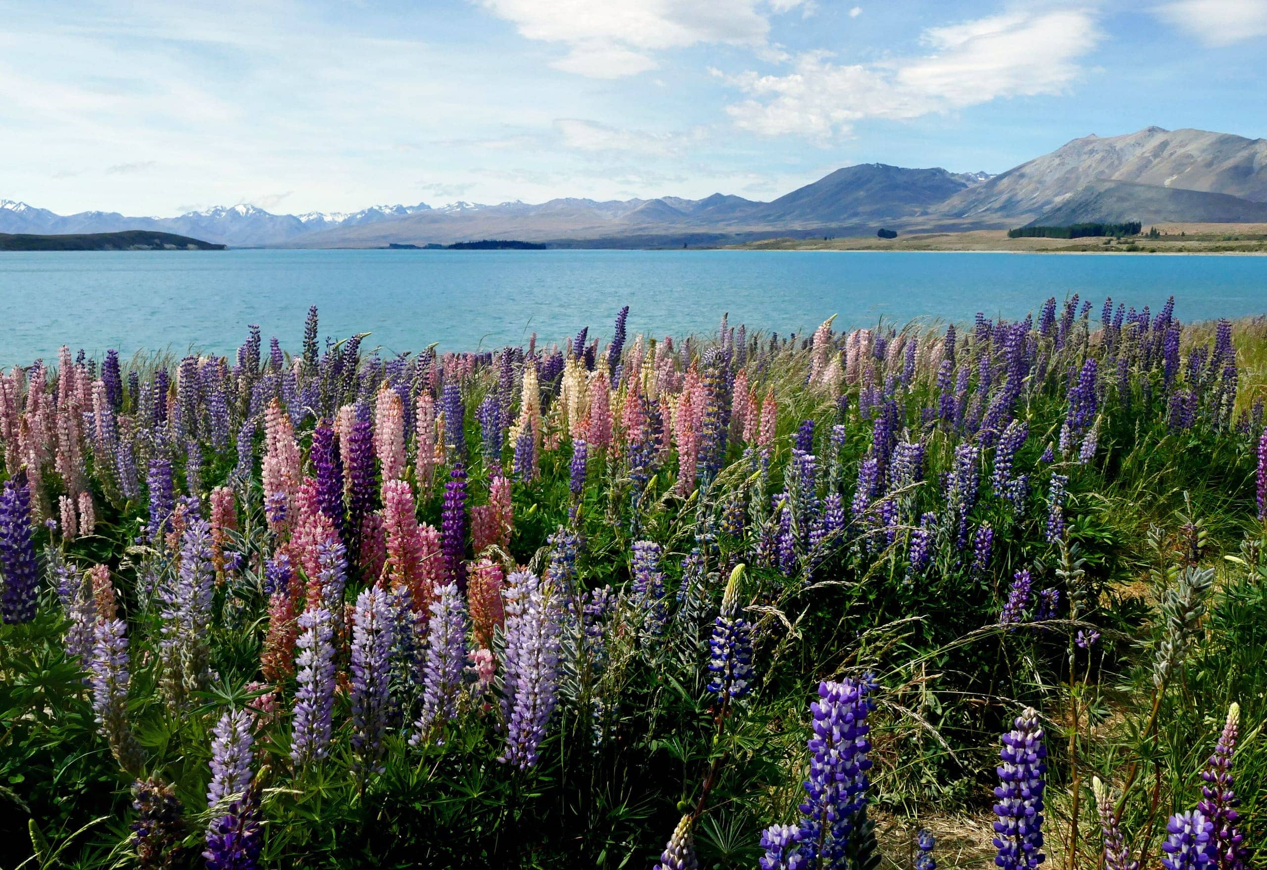 Pink and purple lupins blooming beside the turquoise water of Lake Tekapo
