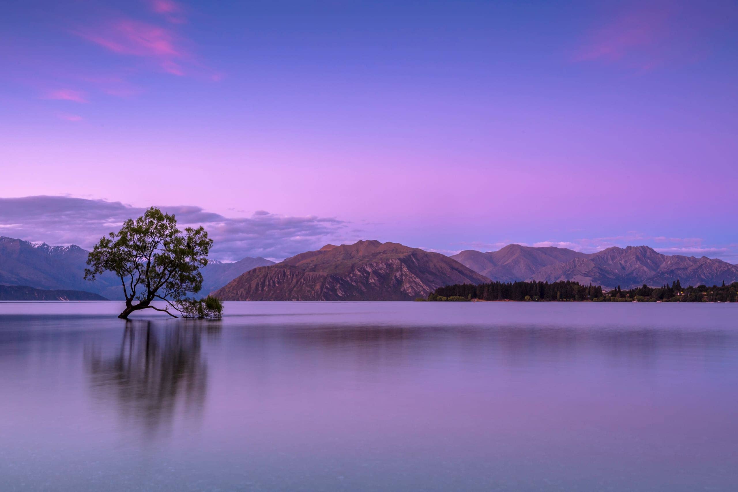 The lone willow tree standing in Lake Wanaka beneath a violet twilight sky